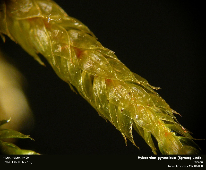 Hylocomium pyrenaicum (Spruce) Lindb. #5177