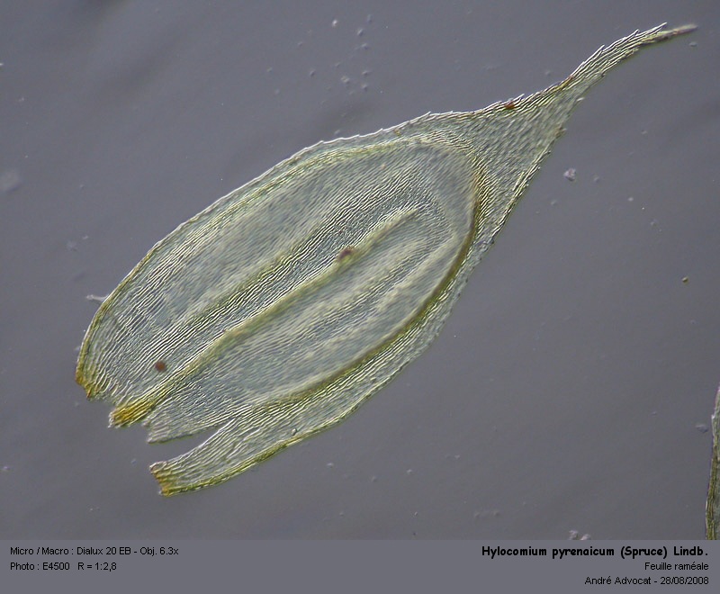 Hylocomium pyrenaicum (Spruce) Lindb. #5281