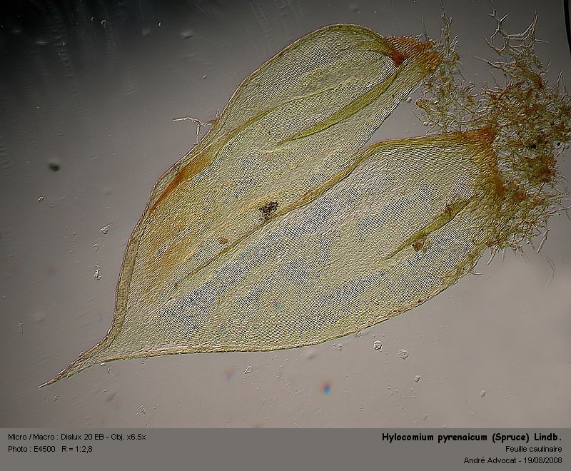 Hylocomium pyrenaicum (Spruce) Lindb. #5277