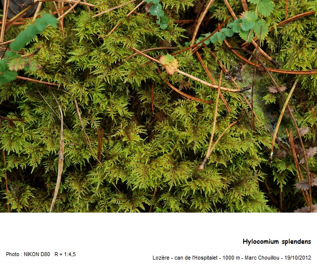 Hylocomium splendens (Hedw.) Schimp. #33934