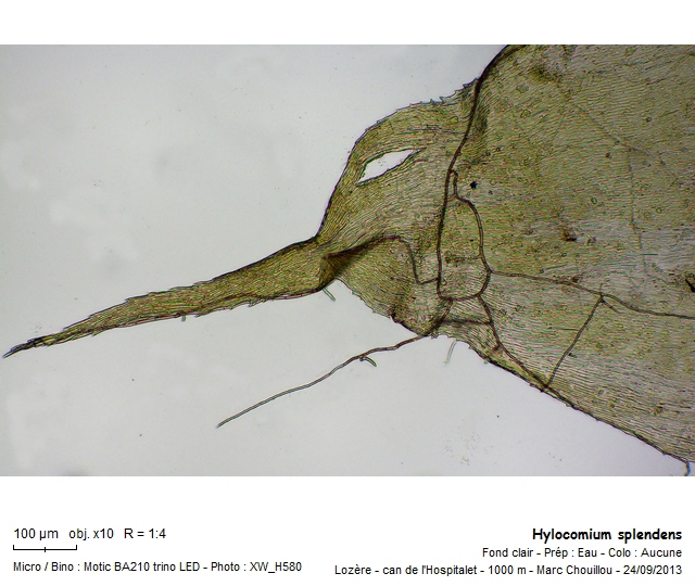 Hylocomium splendens (Hedw.) Schimp. #33939