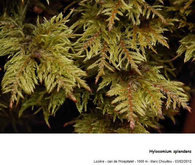 Hylocomium splendens (Hedw.) Schimp. #33935