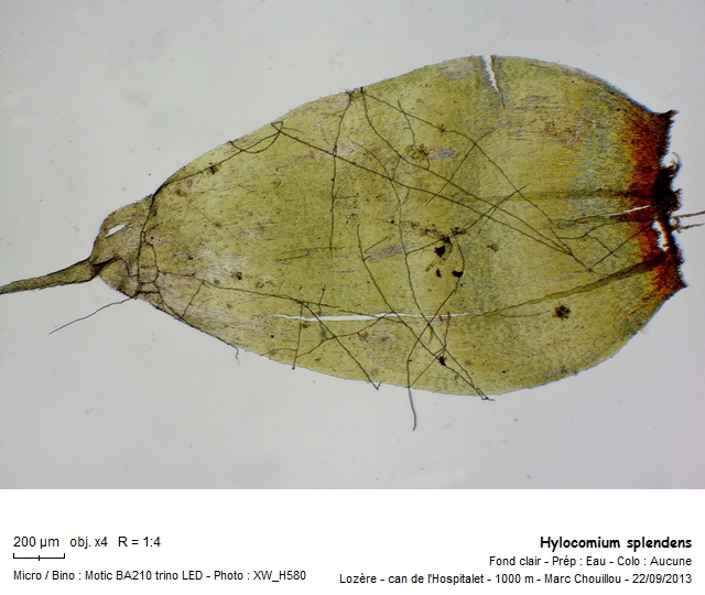 Hylocomium splendens (Hedw.) Schimp. #33938