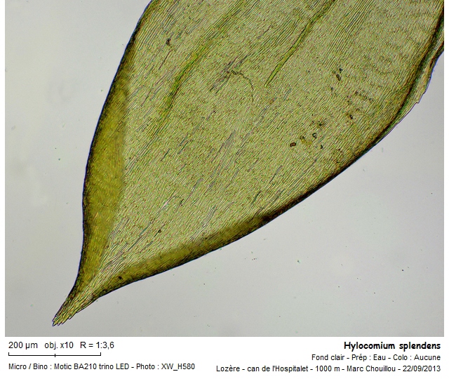 Hylocomium splendens (Hedw.) Schimp. #33941