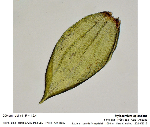 Hylocomium splendens (Hedw.) Schimp. #33940