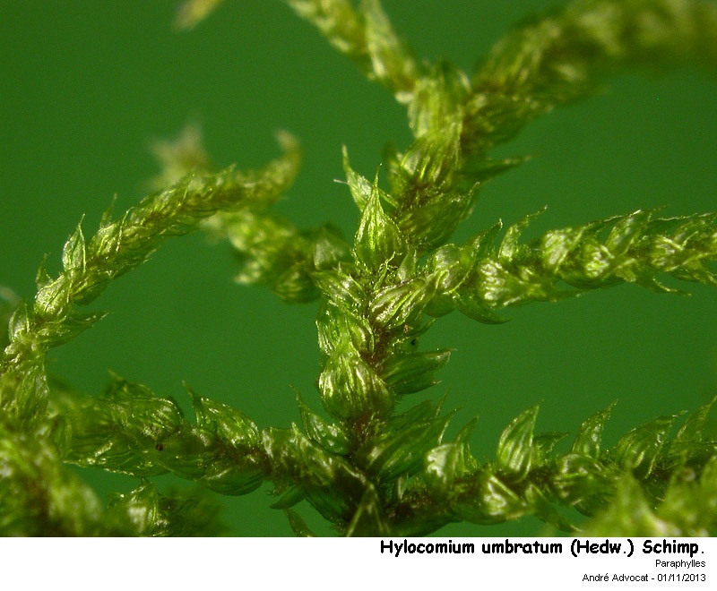 Hylocomium umbratum (Hedw.) Schimp. #35297