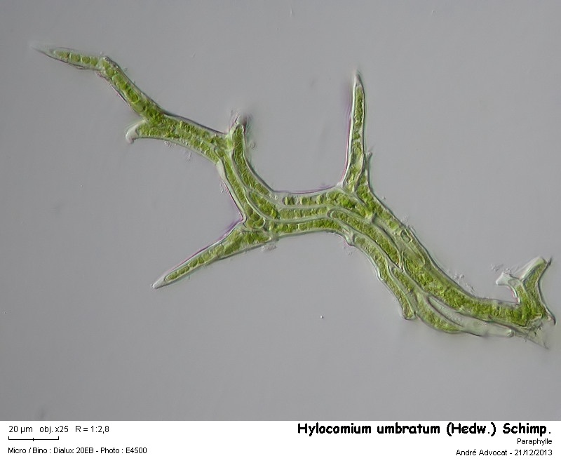 Hylocomium umbratum (Hedw.) Schimp. #35298