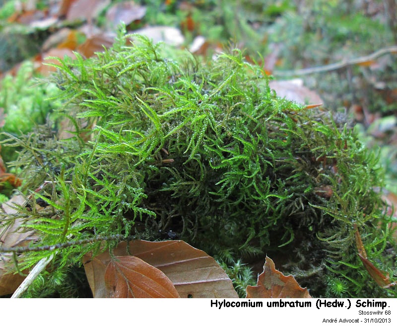 Hylocomium umbratum (Hedw.) Schimp. #35295