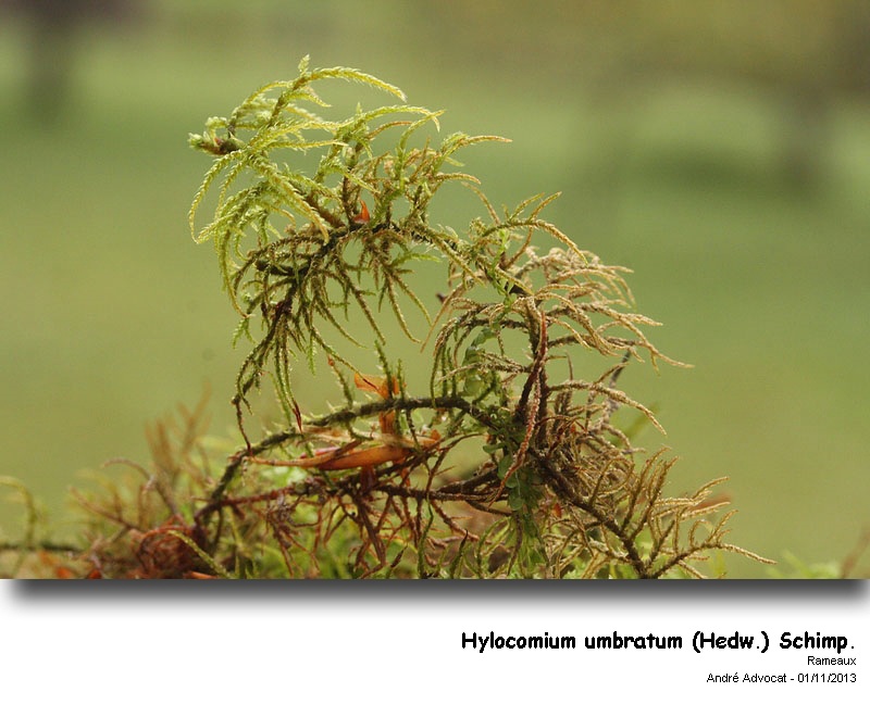 Hylocomium umbratum (Hedw.) Schimp. #35296