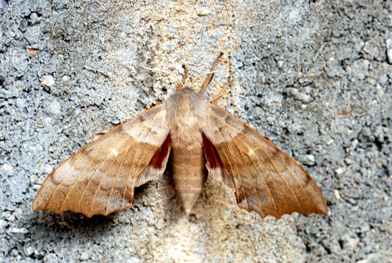 Hyloicus pinastri Linnaeus #33081