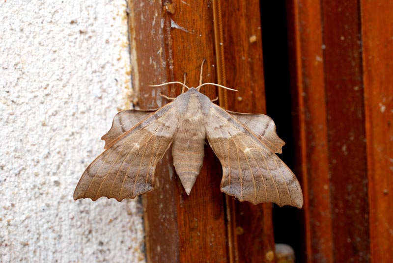 Hyloicus pinastri Linnaeus #33080