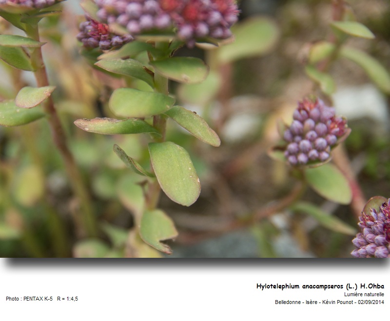 Hylotelephium anacampseros (L.) H.Ohba #38792