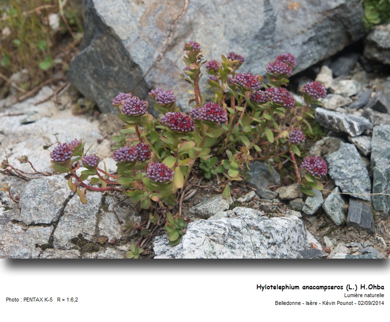 Hylotelephium anacampseros (L.) H.Ohba #38790