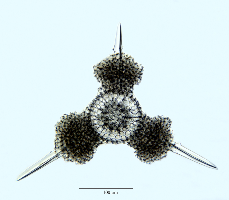 Hymenactura copernici n.sp. #44731