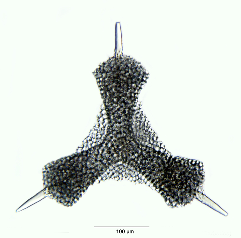 Hymeniastrum ternarium #35643
