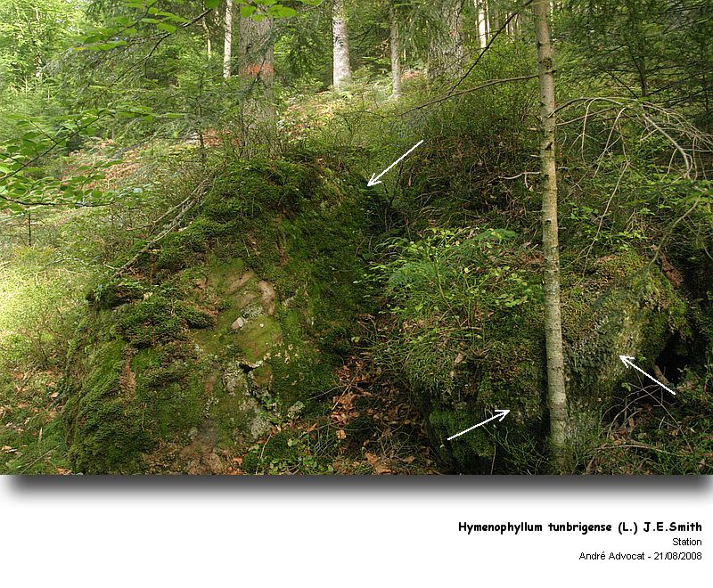 Hymenophyllum tunbrigense (L.) J.E.Smith #5214
