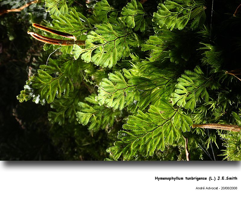 Hymenophyllum tunbrigense (L.) J.E.Smith #5211