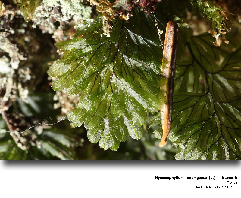 Hymenophyllum tunbrigense (L.) J.E.Smith #5212