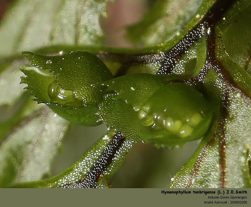 Hymenophyllum tunbrigense (L.) J.E.Smith #47191