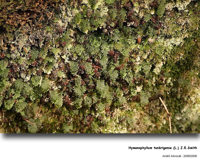 Hymenophyllum tunbrigense (L.) J.E.Smith #5210