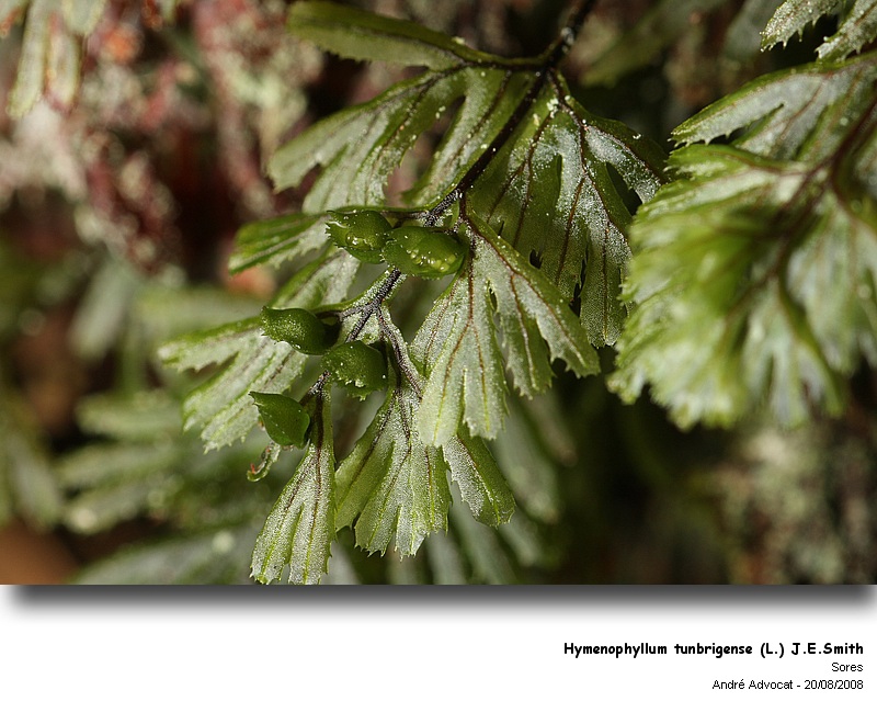 Hymenophyllum tunbrigense (L.) J.E.Smith #5213