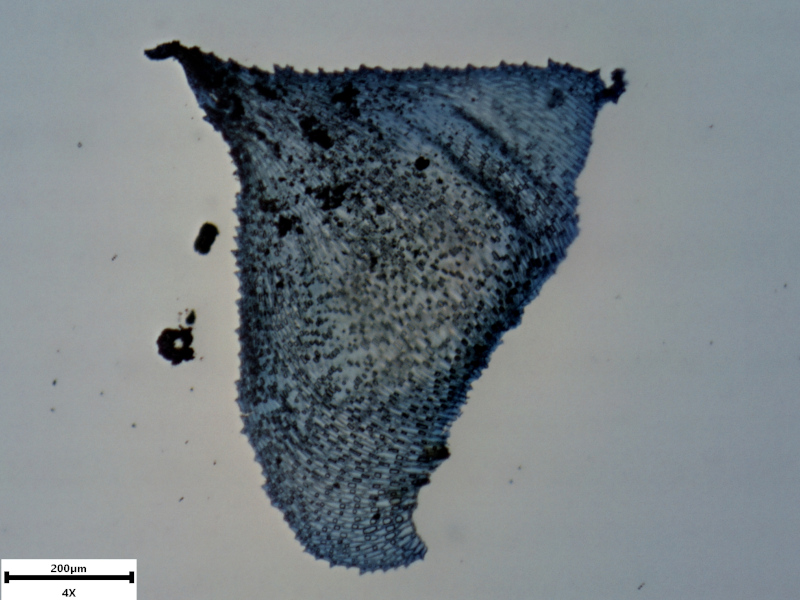Hyocomium armoricum (Brid.) Wijk & Margad., 1961 #71448