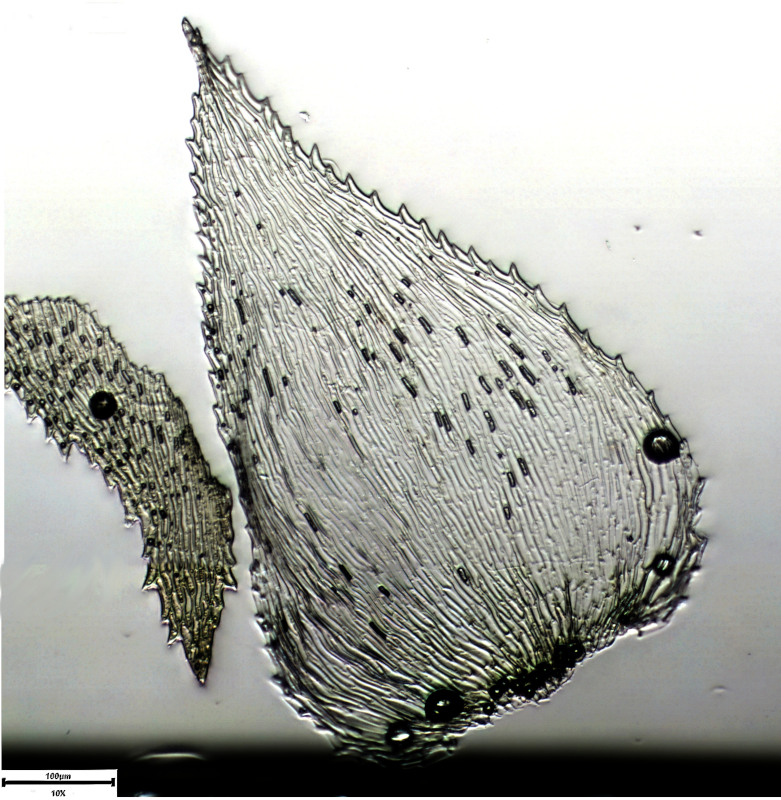 Hyocomium armoricum (Brid.) Wijk & Margad., 1961 #71452