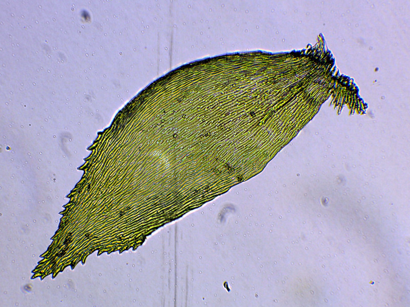 Hyocomium armoricum (Brid.) Wijk & Margad., 1961 #71457