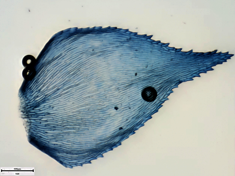 Hyocomium armoricum (Brid.) Wijk & Margad., 1961 #71453