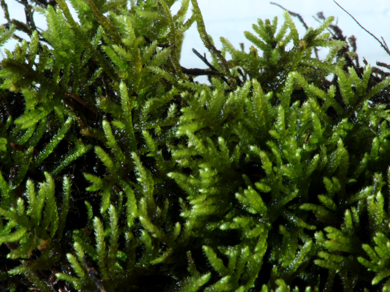 Hyocomium armoricum (Brid.) Wijk & Margad., 1961 #71443