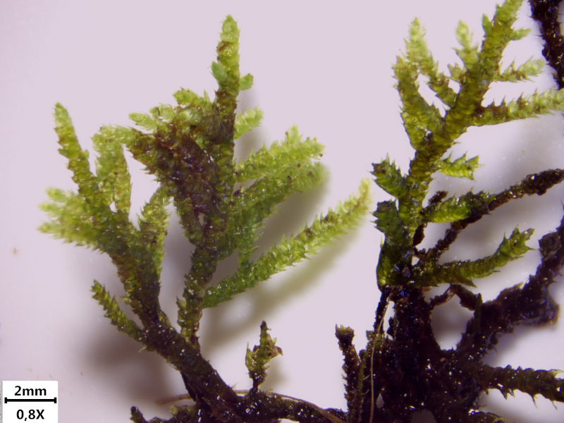 Hyocomium armoricum (Brid.) Wijk & Margad., 1961 #71444