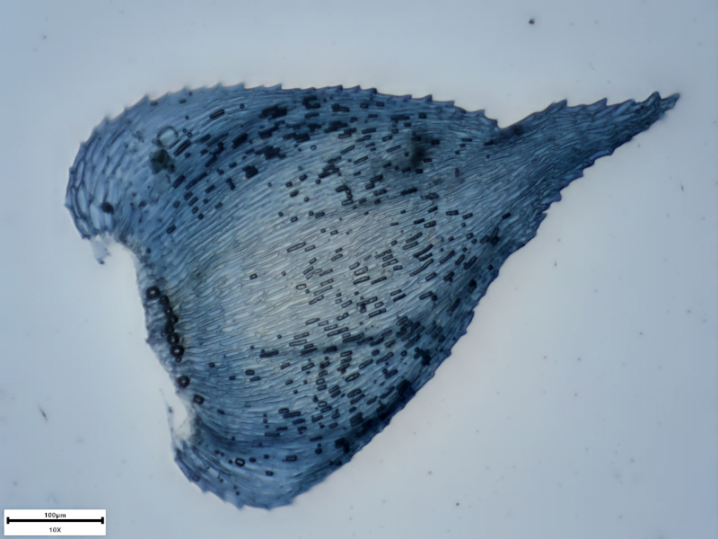 Hyocomium armoricum (Brid.) Wijk & Margad., 1961 #71447