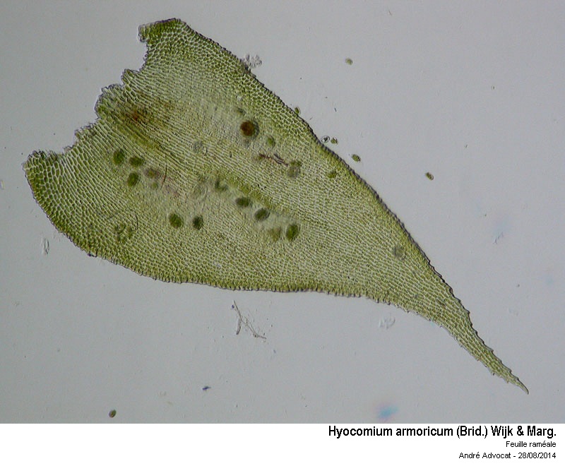 Hyocomium armoricum (Brid.) Wijk & Marg. #38694