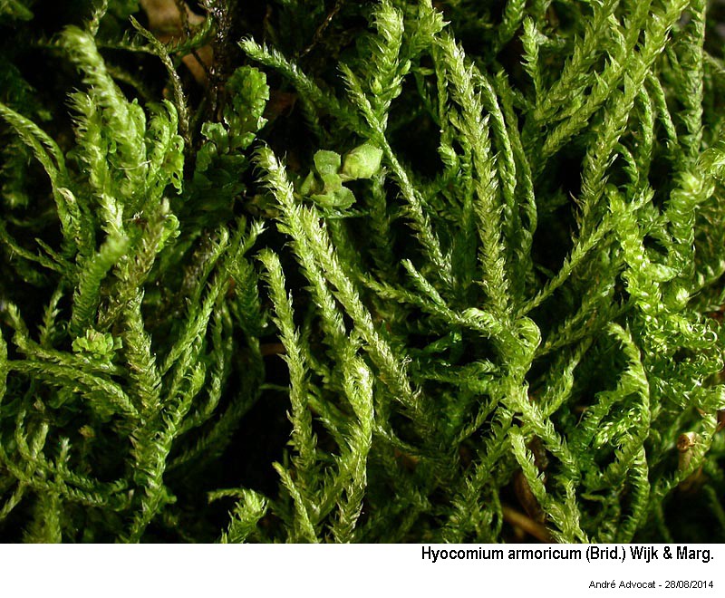Hyocomium armoricum (Brid.) Wijk & Marg. #38691
