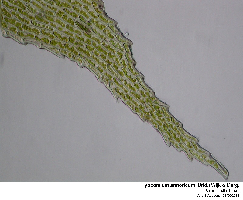 Hyocomium armoricum (Brid.) Wijk & Marg. #38699