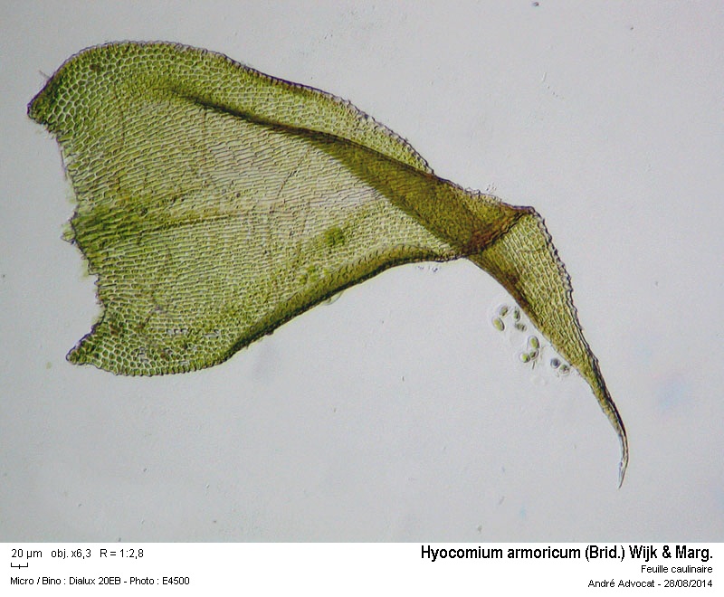 Hyocomium armoricum (Brid.) Wijk & Marg. #38692