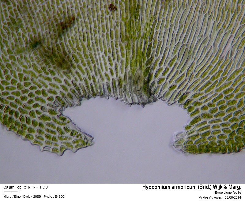Hyocomium armoricum (Brid.) Wijk & Marg. #38693