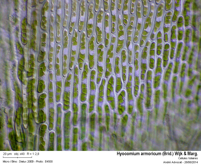 Hyocomium armoricum (Brid.) Wijk & Marg. #38698