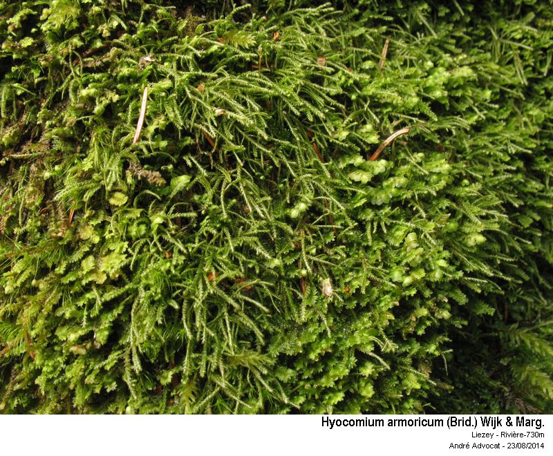 Hyocomium armoricum (Brid.) Wijk & Marg. #38689