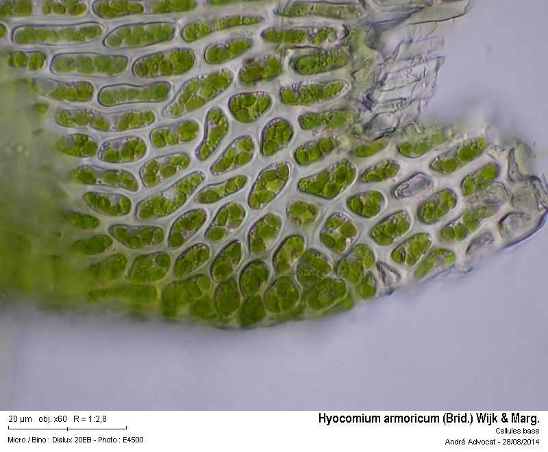 Hyocomium armoricum (Brid.) Wijk & Marg. #38697