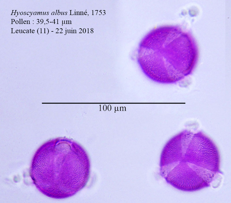 Hyoscyamus albus #55549