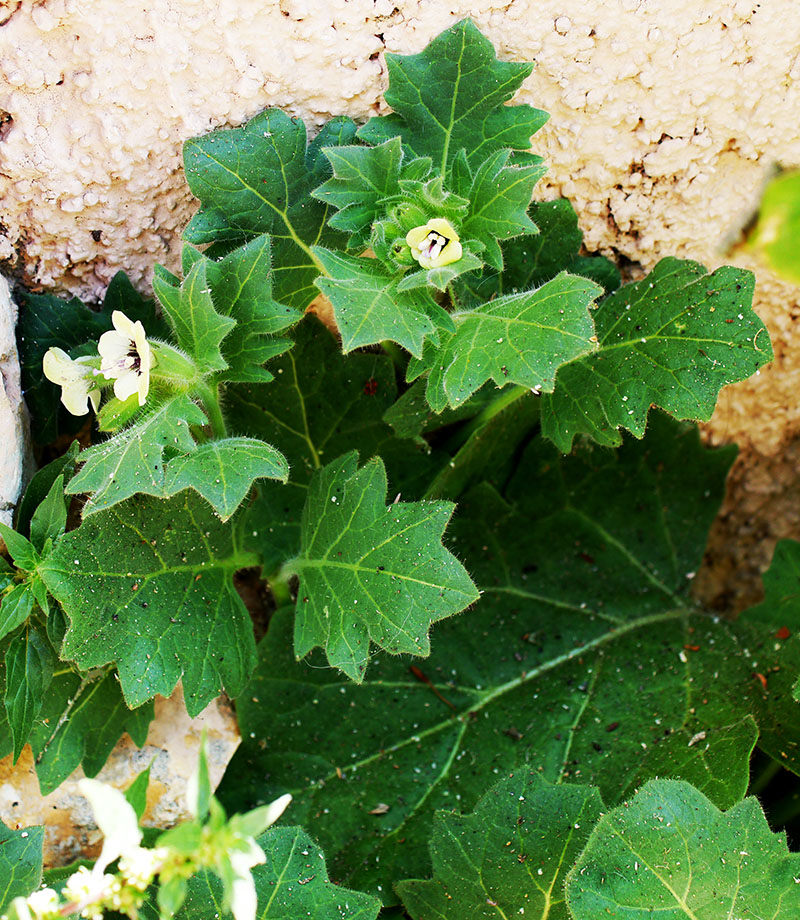 Hyoscyamus albus #55544