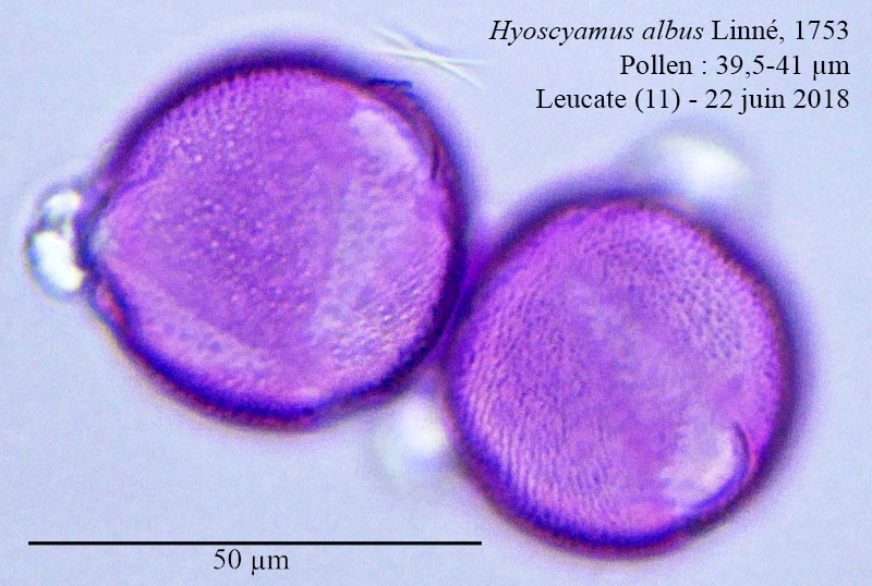 Hyoscyamus albus #55550