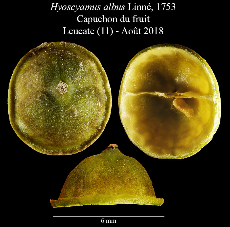 Hyoscyamus albus #56043