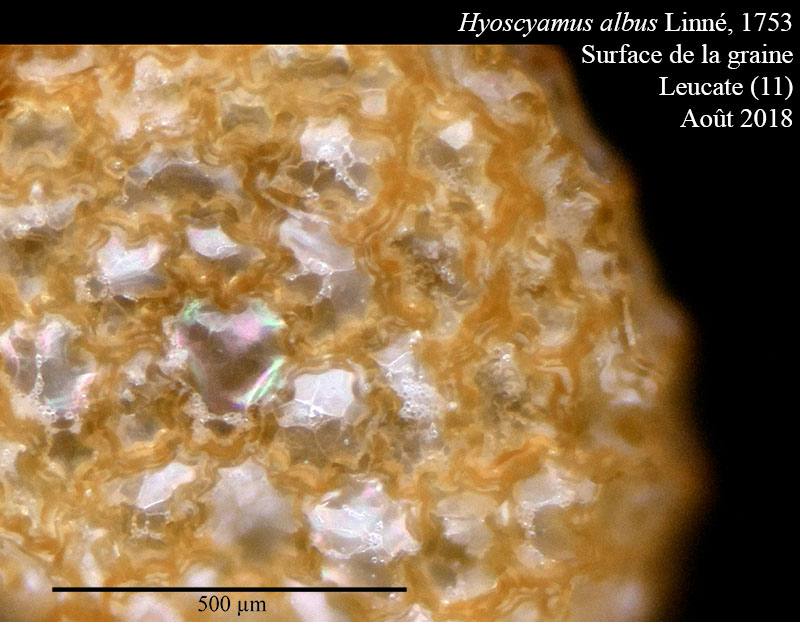 Hyoscyamus albus #56046