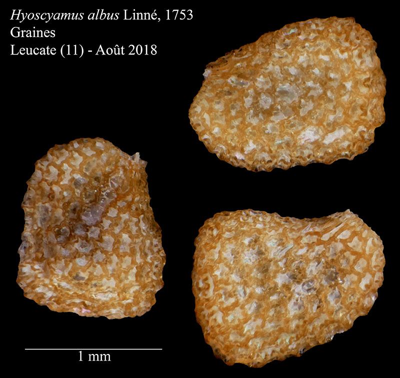Hyoscyamus albus #56044
