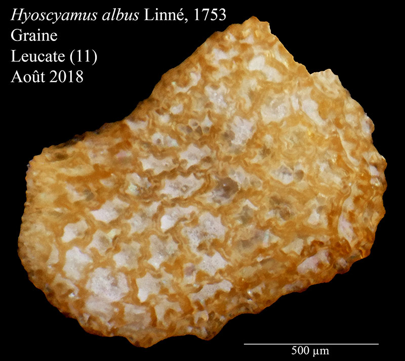 Hyoscyamus albus #56045