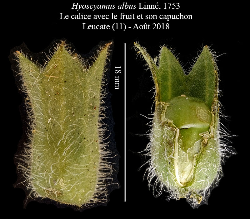 Hyoscyamus albus #56042