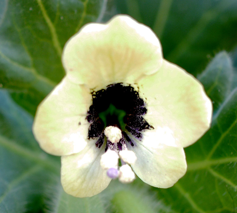 Hyoscyamus albus #55546