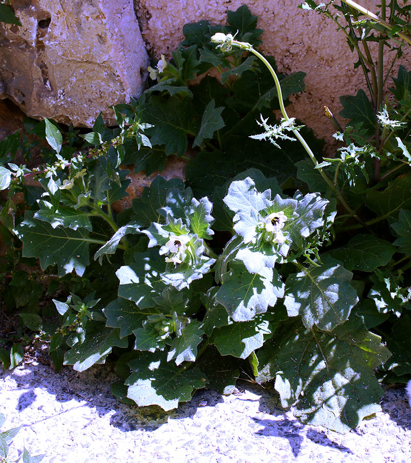 Hyoscyamus albus #55543